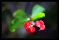 /album/flowers/a3u5q4889-jpg/