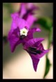 /album/flowers/a3u5q4909-jpg/