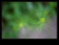 /album/flowers/a3u5q4915-jpg/