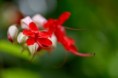 /album/flowers/a3u5q5349-jpg/