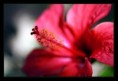 /album/flowers/a3u5q5473-jpg/