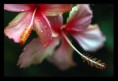 /album/flowers/a3u5q6158-jpg/