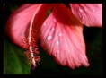 /album/flowers/a3u5q6160-jpg/