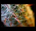 /album/flowers/u3-jpg/