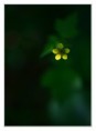 /album/macro/a3u5q2012-jpg/