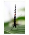 /album/macro/boeing-737-jpg/