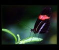 /album/macro/butterfly-jpg/