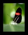 /album/macro/butterfly-1-jpg/