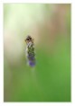 /album/macro/ready-steady-jpg/