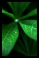 /album/macro/three-jpg/