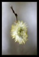 /album/objects/a6-jpg/